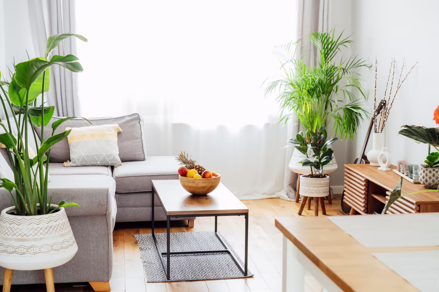 Top Plants for Bright Apartments with Lots of Natural Light