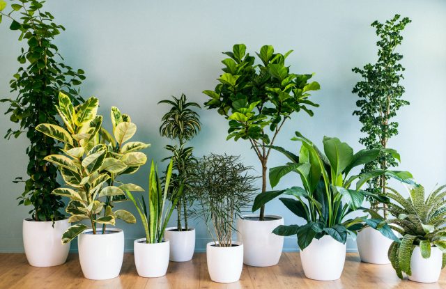 Best Indoor Plants for Winter Months