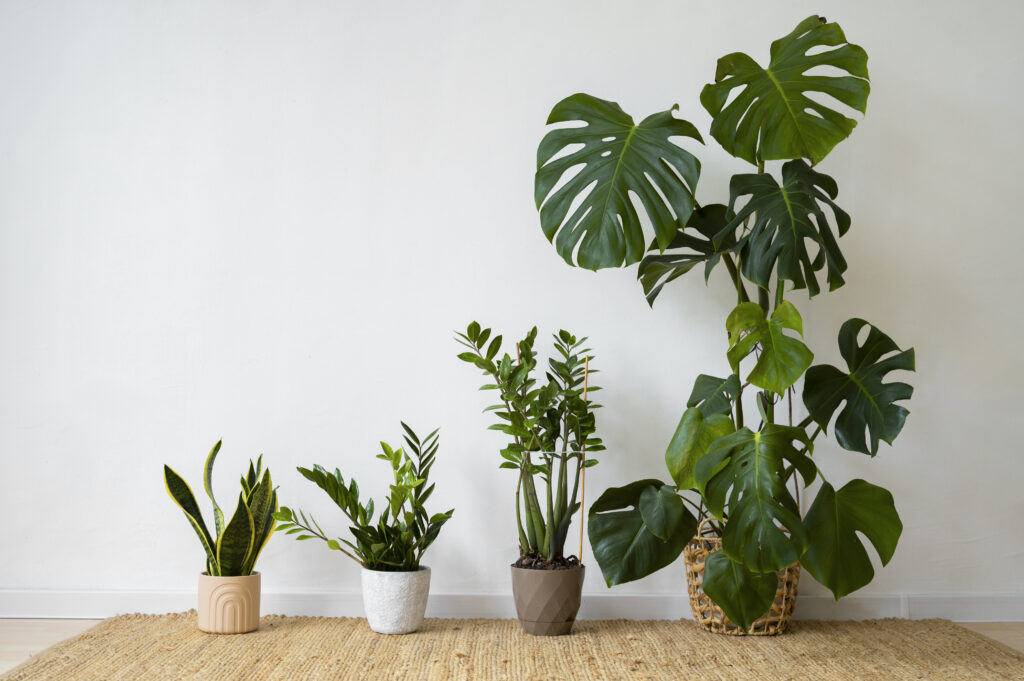 How To Adjust Your Plant Care Routine For Changing Seasons Garden