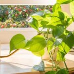 Pothos Care Guide