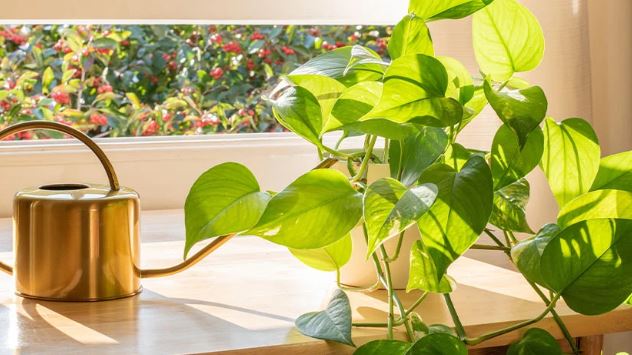 Pothos Care Guide