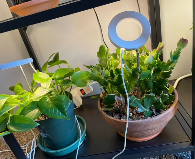 Pothos Care light requirment