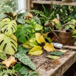 Assorted houseplant leaves ranging from healthy green to yellowing on a wooden potting bench