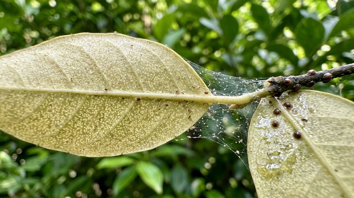 Leaf underside with spider mite webbing and stippled yellowing, with scale insect bumps on nearby stem