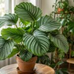 Healthy calathea orbifolia plant in bright indirect light near a window with humidifier