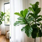 Healthy fiddle leaf fig tree in terracotta pot by bright window with filtered light