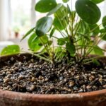 Tiny dark fungus gnats hovering above moist potting soil in a terracotta houseplant pot indoors
