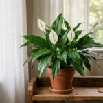 Healthy peace lily plant with white flowers in terracotta pot on wooden shelf near window